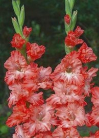 Gladiol Ted's Frizzle